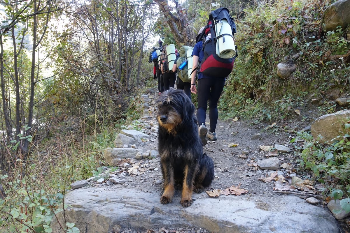 Mountain dogs