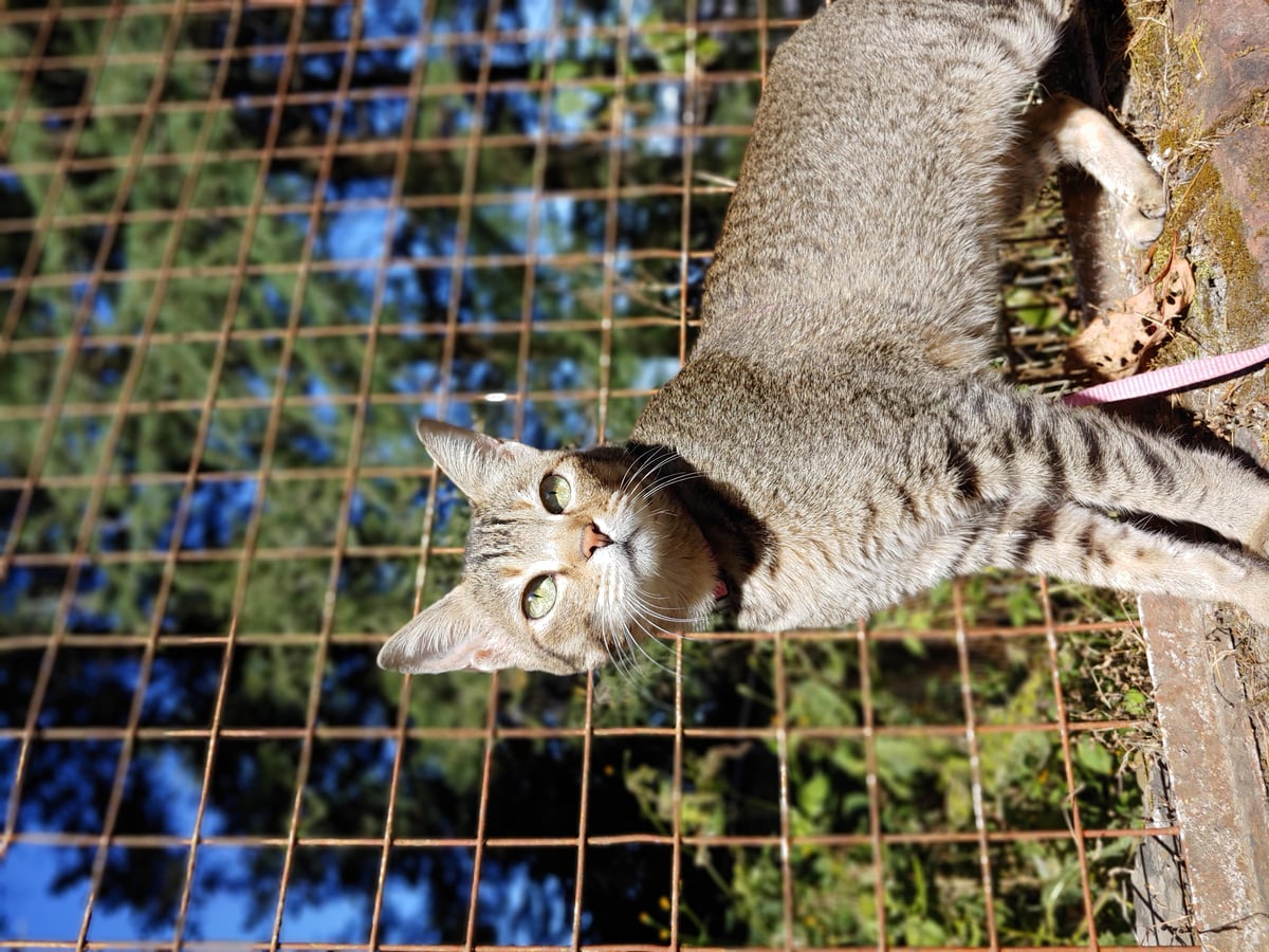 Shera, on a leashed walk outdoors in India