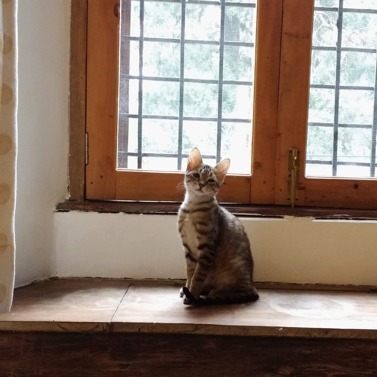 A kitten who eventually grew into her ears.