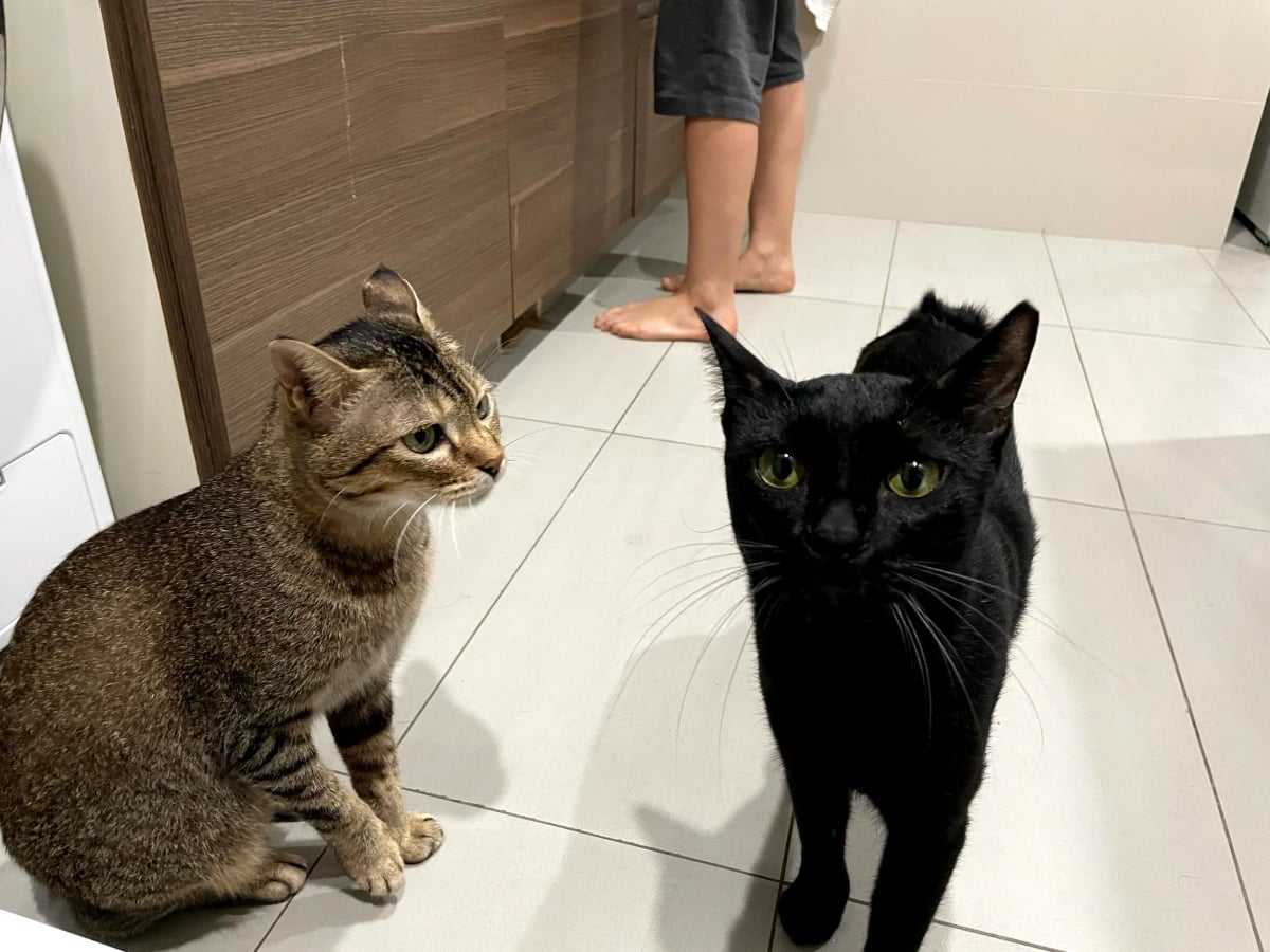 Two cats in Singapore